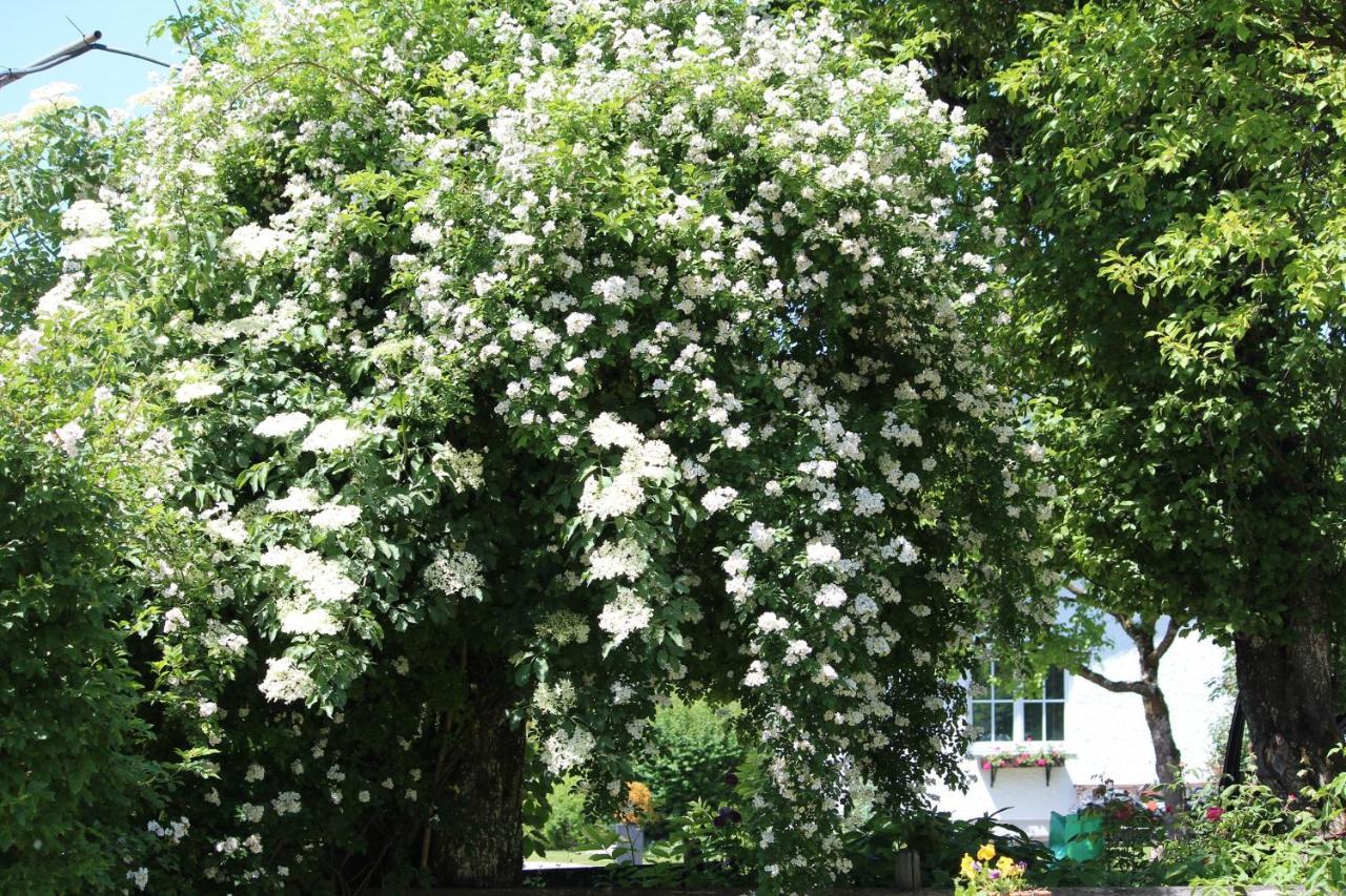 Fetznhof-Zuhaus Villa Grassau Kültér fotó